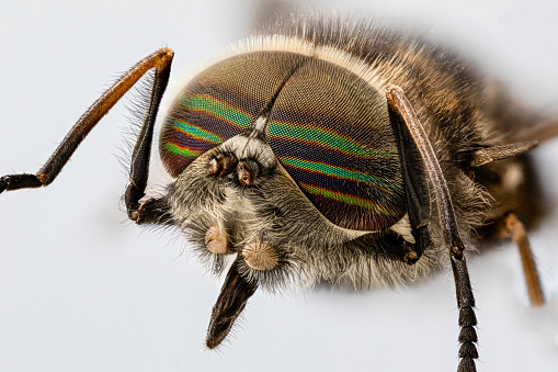 The common green bottle fly (Lucilia sericata). Macro image of the head.