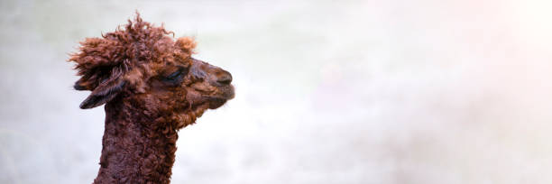 alpaka nahaufnahme. kopf eines braunen alpakas, seitenansicht. lustiges tier. platz für text. - camel animal dromedary camel desert stock-fotos und bilder