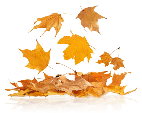 Pile of colorful maple leaves isolated on white background