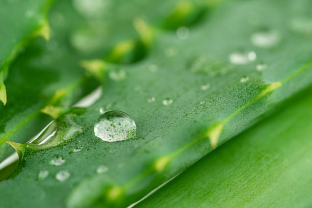 Macro shot of aloe vera leaf with water drops. High quality photo