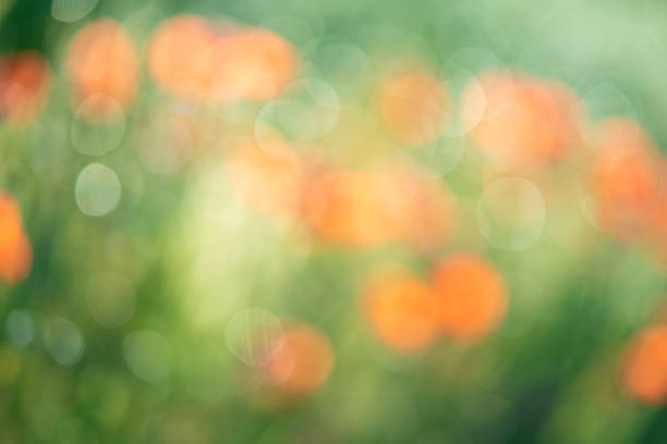 Defocused natural background of red flowers.