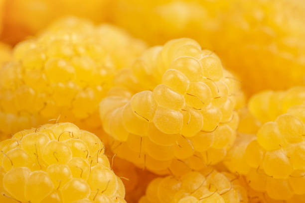Summer background of yellow raspberries. Macro, extreme close up. High quality photo