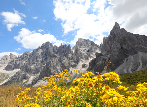 Arnica montana is a yellow flower used in medicine for many remedies and the beautiful Alps mountains in the background