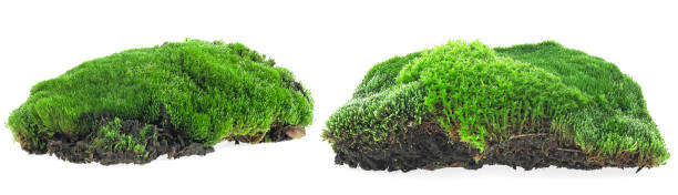 istock Set of green moss isolated on a white background. Fresh forest moss. 1412932693