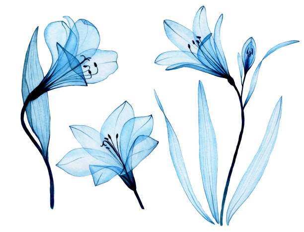 illustrazioni stock, clip art, cartoni animati e icone di tendenza di disegno ad acquerello. set di fiori blu trasparenti alstroemeria, giglio. fiori trasparenti ariosi, raggi x. - lily