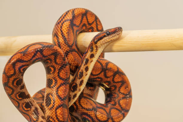 istock The colorful Python snake is curled into a ball on a piece of wood. 1412933041