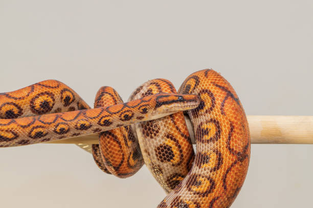 istock The colorful Python snake is curled into a ball on a piece of wood. 1412933053