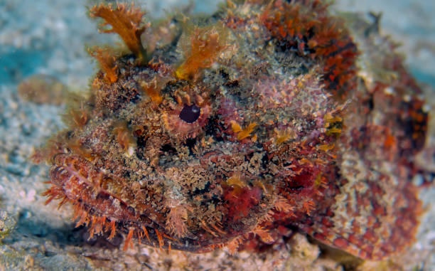 istock A Plumed Scorpionfish (Scorpaena grandicornis) in Cozumel, Mexico 1412934086