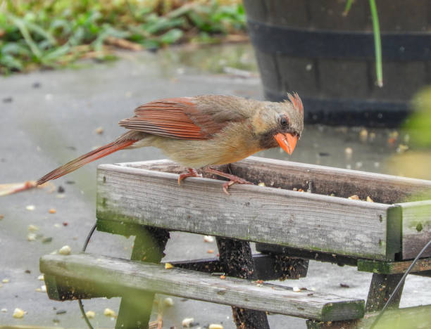 istock Female Northern Red Cardinal 1412934569
