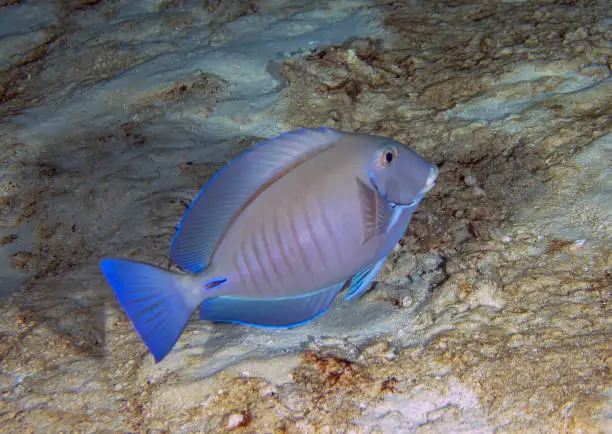 A Doctorfish Tang (Acanthurus chirurgus) in Cozumel, Mexico