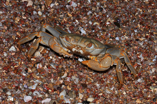 Crab on the Red Sea