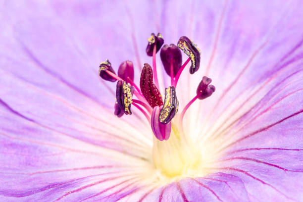 Close up on geranium flower seed stock photo