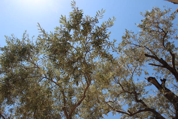 restaurant olives - garden of gethsemane photos et images de collection