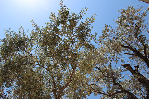 Olive trees under the sun reaching for the bright blue sky