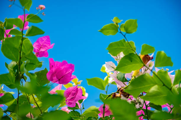 white bougainvillea flowers on a background of blue sky