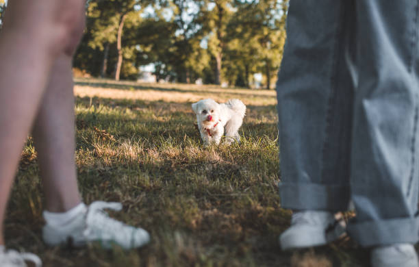 istock Cute little dog runs in the park 1412939384