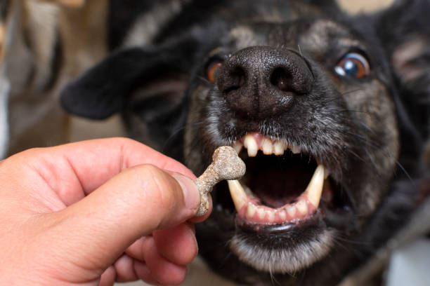 istock dog grabs a bone-shaped treat with its open mouth 1412939525