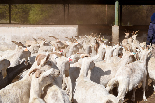 Two goats climbing on top of their pen, large horns, side view, blue sky