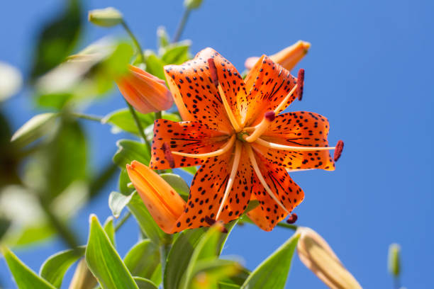 daylily flower large against the blue sky. High quality photo