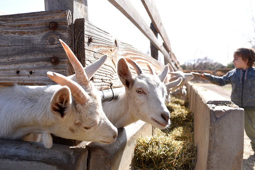 goats feeding