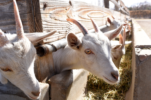 Ram with big and curved horns on a black background