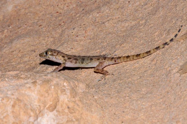 istock The lizard got to the photo shoot 1412940896