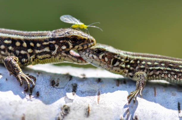 The lizard got to the photo shoot The lizard got to the photo shoot desert snake stock pictures, royalty-free photos & images