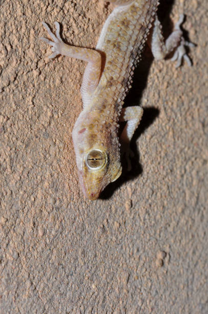 istock The lizard got to the photo shoot 1412940902