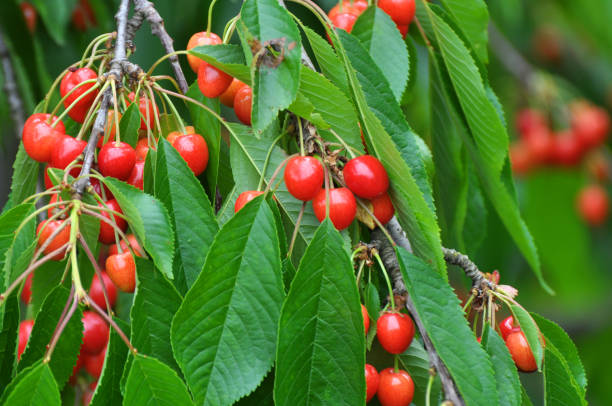 istock On a tree branch, ripe berries cherry (Prunus avium) 1412940969