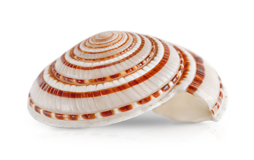 Shell view from the side isolated on a white background