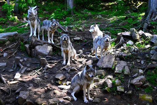 Pack of wolves waiting for feeding