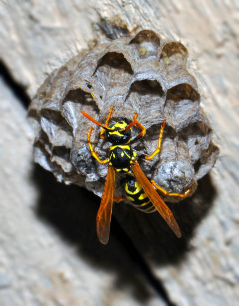 istock Wild wasps in a wasp hive 1412942056