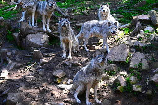 Large grey wolf looking after rivals and danger in the forest