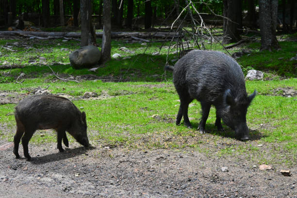 istock Mother boar with a baby 1412942066