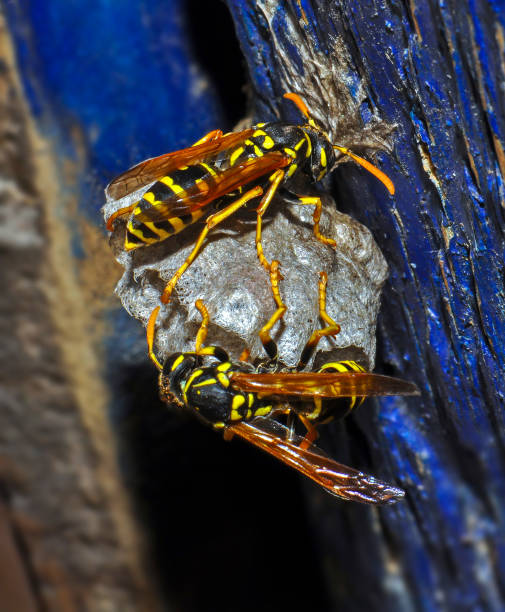istock Wild wasps in a wasp hive 1412942076