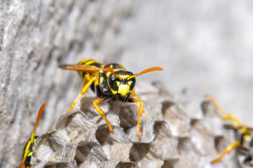 Wild wasps in a wasp hive