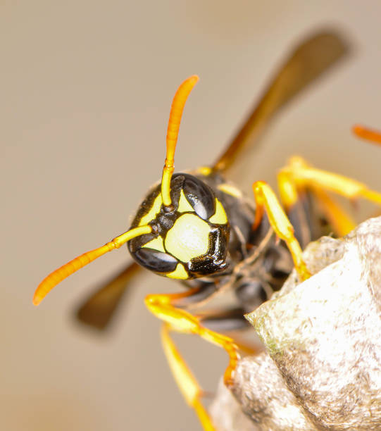 istock Wild wasps in a wasp hive 1412942183