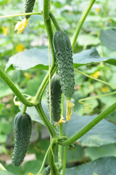 istock Cucumbers grow in greenhouses 1412943182