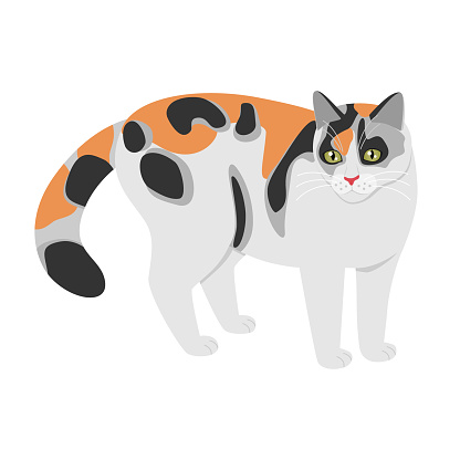 Calico cat colored in flat style isolated on white background. Beautiful hand drawn tri-color kitten illustration