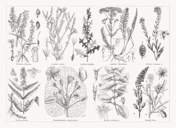 Useful and medicinal plants, wood engravings, published in 1884 Useful and medicinal plants, top: Tall yellow sweetclover (Melilotus altissimus, or Melilotus altissima), a-plant, b-blossom, c-stamen in the calyx, d-stamen, e-pistil, f+g-pod; Lettuce (Lactuca sativa), a-plant, b-single blossom, c-fruit; Prickly lettuce (Lactuca serriola, or Lactuca scariola); Yarrow (Achillea millefolium), a+b-plant, c-blossom (cross section), d-ray bloom, e-disc floret, f-fruit; Hoary alyssum (Berteroa incana, or Alyssum incanum), a-flowering twigs, b-blossom, c-opened fruit. Below: Marsh woundwort (Stachys palustris), a-root and stem, b-blossom, c-calyx (cross section), d-fruit calyx;  Fringed water lily (Nymphoides peltata, or Lamnanthemum nymphaeodes), a-plant with leaves, buds, and blossoms, b-floating leaf (scaled down), c-blossom, d-fruit; Field mint (Mentha arvensis), a-flowering plant, b-hermaphrodite flower, c-female blossom with stunted stamens, d-böossom (cross section); Wild mignonette (Reseda lutea), a+b-plant, c-blossom (enlarged), d-blossom and fruit of the garden mignonette (Reseda odorata). Wood engravings, published in 1884. reseda lutea stock illustrations