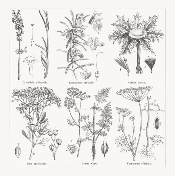 Useful and medicinal plants, wood engravings, published in 1884 Useful and medicinal plants, top: Lavender (Lavandula angustifolia, or Lavandula officinalis), a+b-flower stalk, c-sliced open blossom, d-ovary with pistil; Rosemary (Salvia rosmarinus, or Rosmarinus officinalis), a-flowering branch, b-blossom, c-corolla and stamens, d-pistil, e-calyx and ovary; Silver thistle (Carlina acaulis), a-plant, b-single blossom with trimmed pappus, c-single blossom with complete pappus. Below: Rue (Ruta graveolens), a-flowering plant, b-petal with folded edges, c-twig with capsules covered with oil glands; Caraway (Carum carvi), a-plant, b-blossom, c-double fruit; Fennel (Foeniculum officinale), a-plant, b-blossom, c-double fruit, d-fruit (cross section). Wood engravings, published in 1884. carum carvi stock illustrations