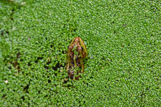 frog hidden in duckweed in the pond - duckweed imagens e fotografias de stock