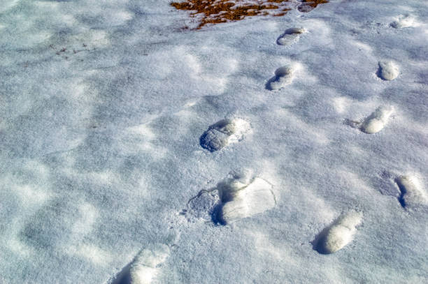 istock View over landscape covered with snow. 1412947141