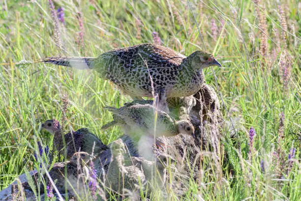 Photo of Pheasant Phasianus colchicus in the wild. To close. The bird hides in the grass with the chicks