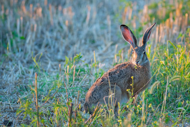 istock Wild European hare Lepus Europaeus eats grass. Close up 1412948677