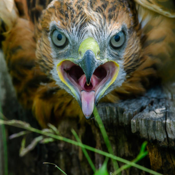 istock Long-legged Buzzard Buteo rufinus. Close up 1412948699