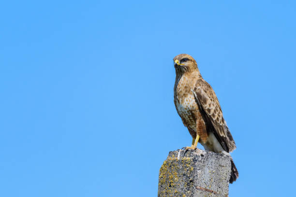 istock Common buzzard buteo buteo, in the wild 1412948725