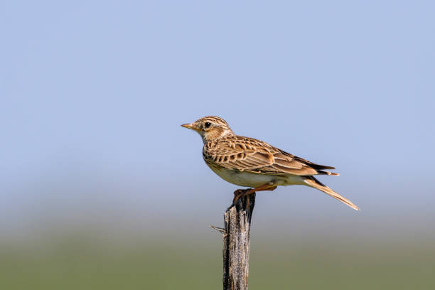 istock Sky Lark Alauda arvensis in the wild 1412948732