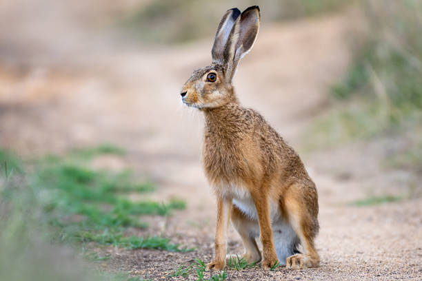 lepre selvatica europea lepus europaeus si trova su una strada di campagna - wild rabbit foto e immagini stock