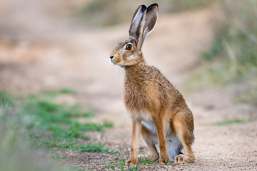 Wild European hare Lepus Europaeus sits on a country road.